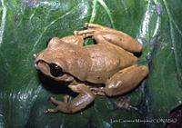 LCM0081 Plectrohyla ephemera.jpg
