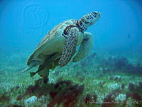 HBB0164 Chelonia mydas.jpg