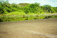 FGM1339 Conocarpus erectus.JPG