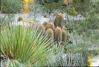 FGM1770 Ferocactus pilosus.JPG