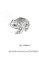 MARL0624 Spea multiplicata.jpg