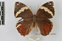 JF018 0480 Opsiphanes tamarindi tamarindi.jpg