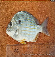 JMHS0002 Archosargus probatocephalus.jpg