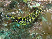 NE018 0869 Felimare picta.jpg