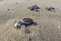 OAO0395 Chelonia mydas.jpg