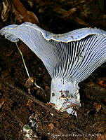 AAR01 Lactarius indigo.jpg