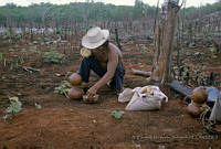 EHX0337 Zea mays.JPG