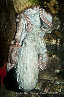 CNS1307 Enteroctopus dofleini.jpg