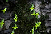 RATL01 Forpus cyanopygius.jpg