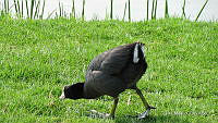3R 01326 Fulica americana.jpg