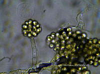 ME008 0142 Epicoccum.jpg