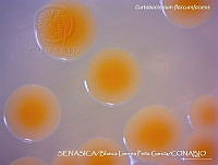 BLPG008 Curtobacterium flaccumfaciens.jpg