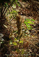 FBA1444 Phaseolus.jpg