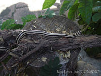 NLL0031 Conophis vittatus.jpg
