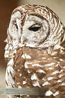 28_CNS1369 Strix varia.jpg