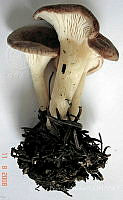 CBA0242 Infundibulicybe gibba.JPG