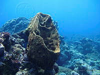 VDLCF0826 Geodia neptuni.jpg