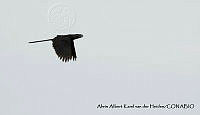 AAKVDH 0354 Crotophaga sulcirostris.JPG