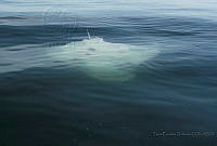 TEO0222 Mobula birostris.jpg