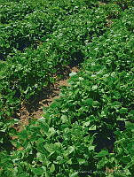 EL0022 Phaseolus vulgaris.jpg
