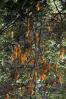  CGL2511 Grevillea robusta.jpg