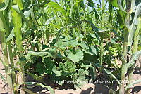 LDEB051 Zea mays.jpg