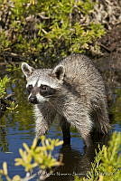 CNS1302 Procyon pygmaeus.jpg
