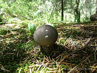 MDJ001 Lycoperdon pyriforme.jpg