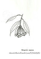 MARL0433 Marcgravia mexicana.jpg