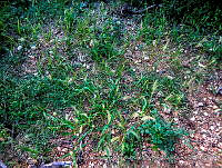 LI005 0164 Setaria geniculata.jpg