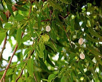 MDLLPG0163 Vallesia glabra.jpg
