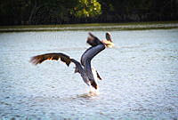 FBA0589 Pelecanus occidentalis.jpg