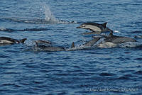 JUR0003 Delphinus delphis.jpg