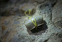 MEP09 Limulus polyphemus.jpg