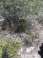 OTVHK040-888 Senna unijuga.TIF