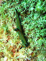 ISABK039-117 Tambja eliora.jpg