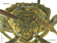 ZJJG0522 Lagocheirus sp..jpg