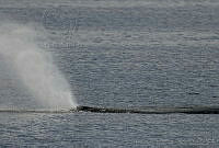 CNS0825 Physeter macrocephalus.jpg