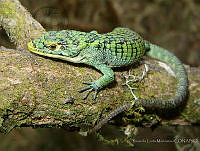 RLM001 Abronia graminea.jpg