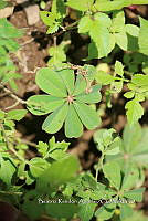 SG002 0103 Oxalis divergens.jpg