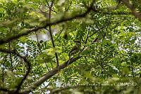ZAPF0185 Momotus mexicanus.jpg