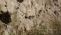 IE003 0090 Otospermophilus variegatus.jpg