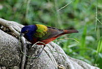 SHB001 Passerina ciris.jpg