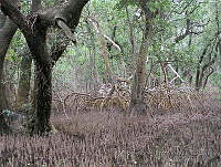 MBM006 Avicennia germinans.jpg