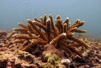 SMM003 Acropora cervicornis.jpg
