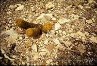 FGM2679 Mammillaria sp..JPG