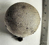 CBA0340 Bovista graveolens.JPG