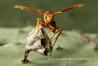 MN6PG0420 Polistes major.jpg