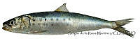 SRM0080 Sardinops sagax.jpg