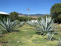 CGL4711 Agave americana.jpg